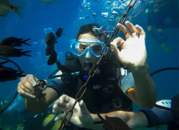 Базовый курс дайвинга. Open Water Diver (Геленджик)